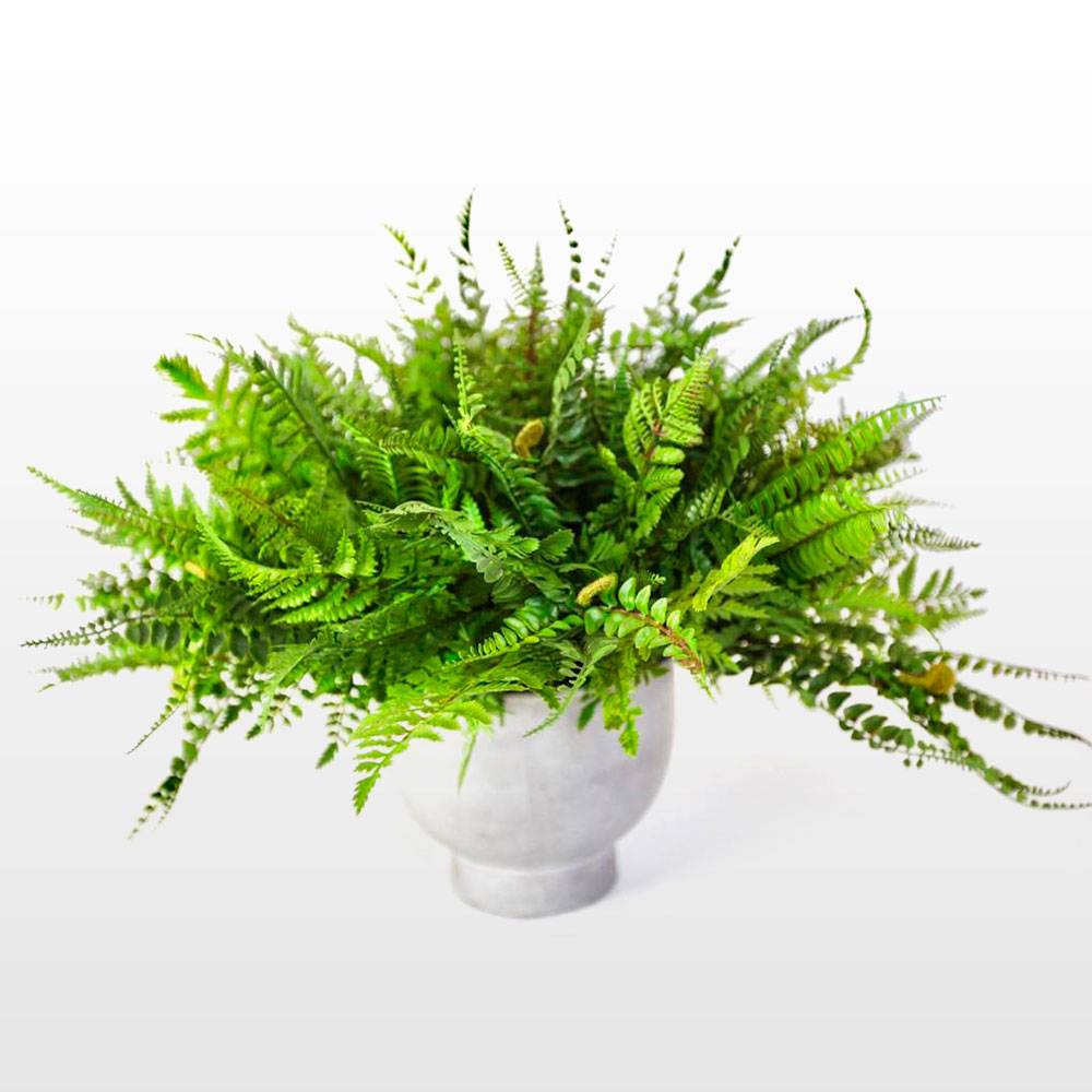 Fern arrangement – Ana Silva